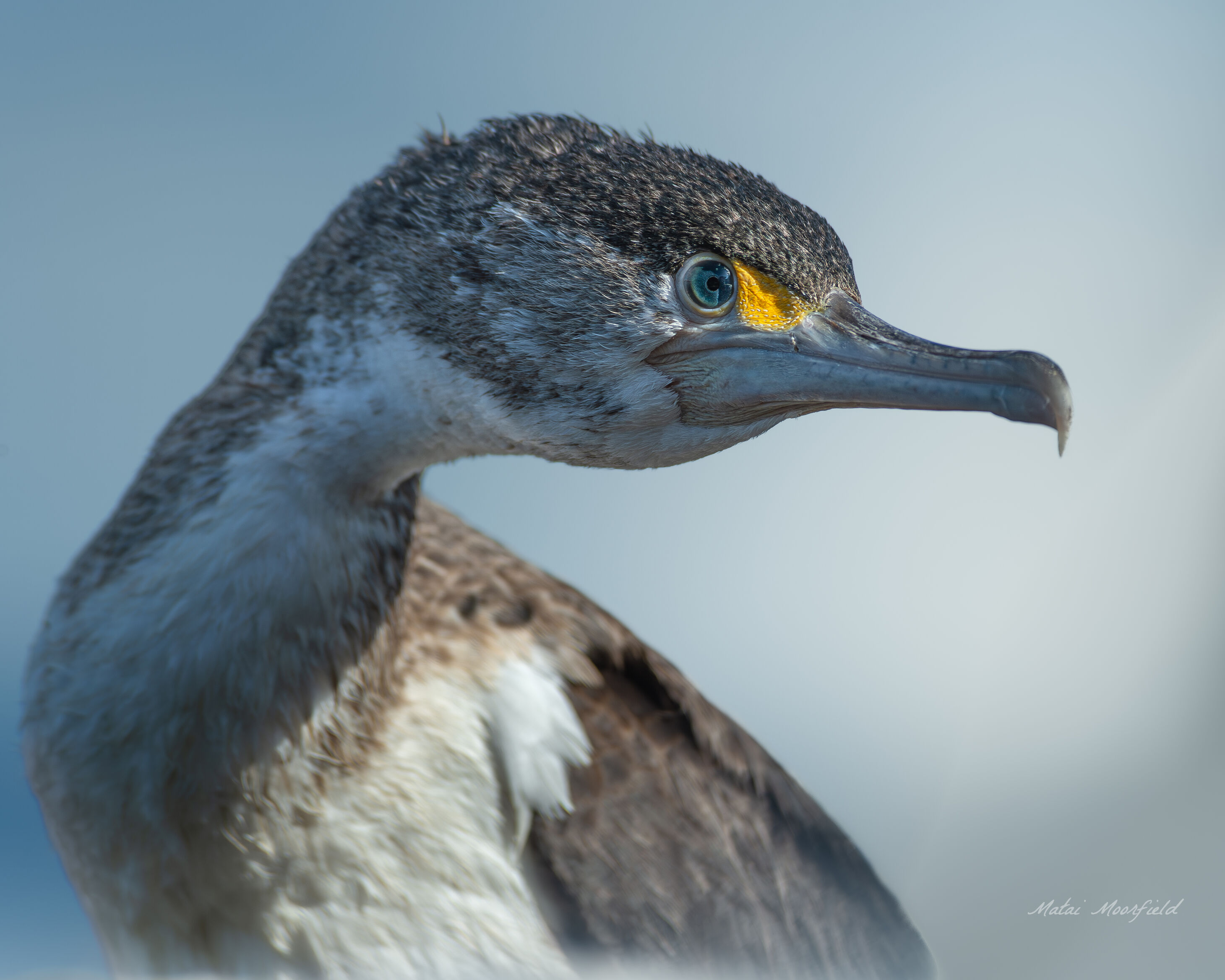 Endangered juvenile Pied Shag chick close up Endangered juvenile Pied Shag chick close up